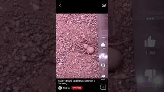 Six Eyed Sand Spider Buries Self 😯 #cool #fypシ #shorts #spider #popular