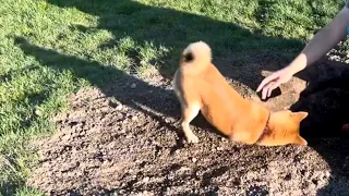 Puppy Shiba Inu maki loves to dig holes at the dog park!