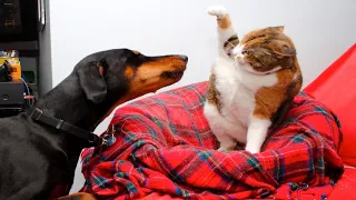 New Best Funny Video 2023🥵 Cutest cats and dogs 🥰🤭 part84