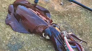 How to catch Squid in Winter | EGI fishing Sydney NSW, Australia