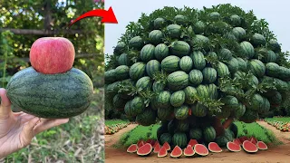 How To Grafting Watermelon with Apple Fruit