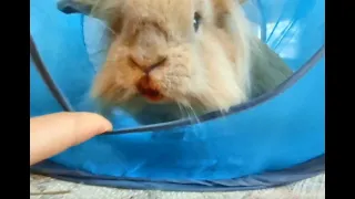 Bunny Breakfast for Brave & Coconut