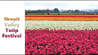 Skagit Valley Tulip Festival | 4K Video | April 2024