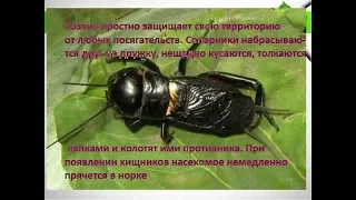 🦗 Насекомые/ Сверчок полевой/ ловля, обзор