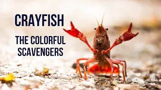 Crayfish: The Colorful Scavenger