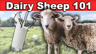 RAISING DAIRY SHEEP FOR BEGINNERS (small-scale) | Sheep Milk Farming Breeds East Fresian Awassi