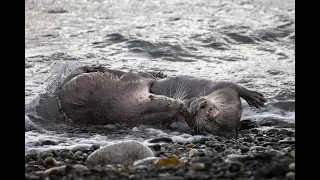 River Otter Romp