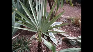 Growing Mexican Blue Fan Palm in the North