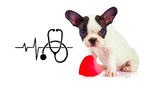 REANIMACIÓN CARDIOPULMONAR en Perros y Gatos 🆘🐶🐱🧑🏻‍⚕️ | RCP  Primeros AUXILIOS para mascotas