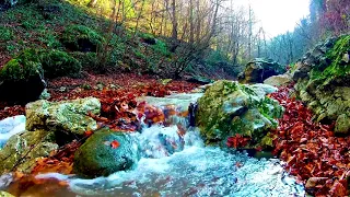 Gentle Water Stream (Autumn). Relaxing Nature Sounds-No Birds. (10 Hours) White Noise for Sleeping