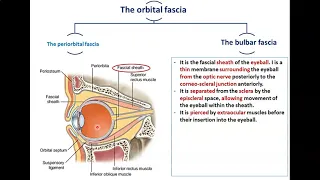 Anatomy of the Orbit (2) - Orbital Fasciae - Dr. Ahmed Farid