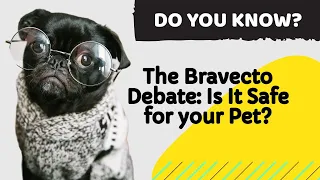 The Bravecto Debate: Is It Safe for your Pet? | all you must know about Bravecto side effects