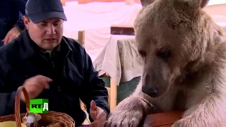 Один день с  Один день с медведем Степаном