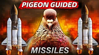 HOW? Pigeons Became Missile Pilots During War II - Pigeon Project