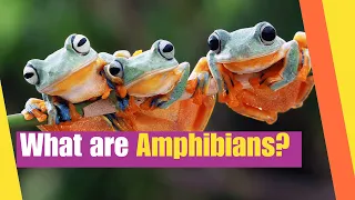 What are Amphibians | Learn the characteristics of amphibians | Lesson Boosters Science