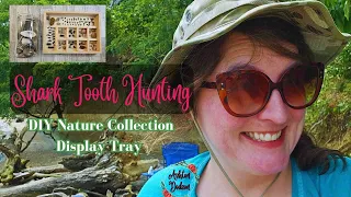 Shark Tooth Hunting and DIY Nature Collection Tray #sharktooth #fossilfinders #naturecollections