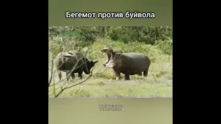 Бегемот против буйвола