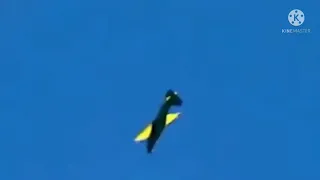 stunt plane CRASH