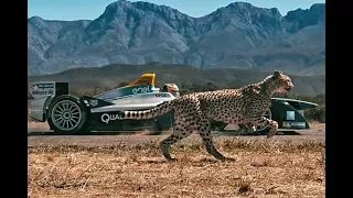 Watch: Cheetah vs Formula E Car. Which is Faster?