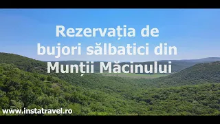 Rezervația de bujori sălbatici din Munții Măcinului - Traseu Cozluk - video 4K