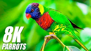 Wild Parrots Special Collection in 8K HDR 60FPS ULTRA HD