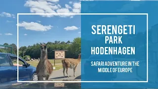 Serengeti Park Hodenhagen | Safari Adventure in the middle of Europe |  Safari in Europa