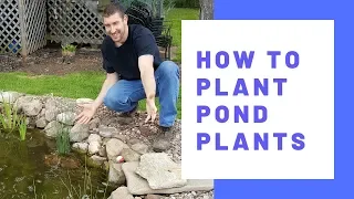 How to Plant Pond Plants