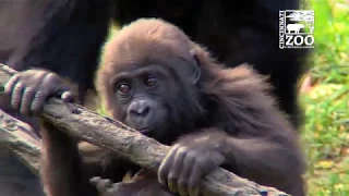Gorilla Gladys - Raised By Human Surrogates -Turns 5 - Cincinnati Zoo