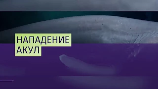 Акулы атаковали съемочную группу BBC «Голубая планета-2»