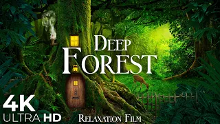 Forest 4K 🌳 Nature Relaxation Film with Peaceful Relaxing Music and Video Ultra HD