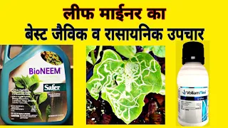 लीफ माइनर फ्लाई | leaf miner caterpillar | leaf miner treatment | Coragen | Voliam Flexi | Tomato