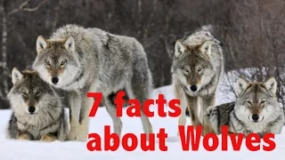 7 Facts about Gray Wolves