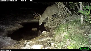 Great Horned Owl on Reconyx WR6!