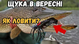 Щука в вересні. Як ловити? Де шукати? Які приманки найкращі в ваших умовах?