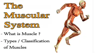 Muscular System | Types of Muscles |