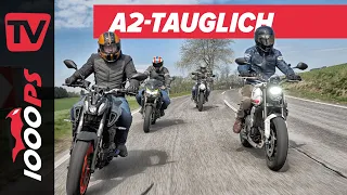 Kleine Naked Bikes - großer Fahrspaß! Kawasaki Z650, Suzuki SV650,Triumph Trident 660, Yamaha MT-07