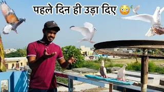 छत्री वाले बच्चो की पहली उड़ाने🦅 (Pigeon training🐦) #chatri_walay_kabooter