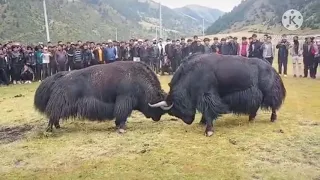 A big black Tibetan yak fight with a white one 😱😱