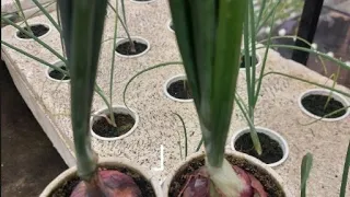 Onions in hydroponics