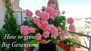 How to Grow Big Geraniums - Complete Careguide
