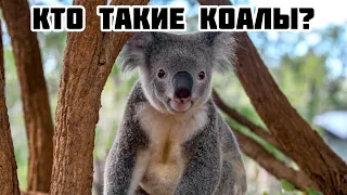 Кто такие коалы?