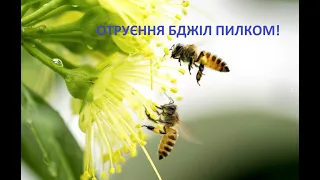 Важливо! Пилковий токсикоз у бджіл.