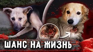 Спасение двух собак с Новопавловска. Рана на шее, выбит глаз? Везем в Ставрополь. Айза и Алекс.