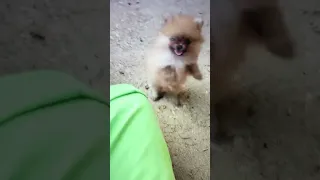 tiny pomeranian puppy barking sounds cute