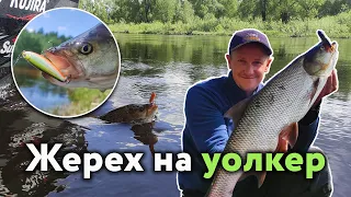 Ловля ЖЕРЕХА на ВОЛКЕР / УОКЕР / Walker