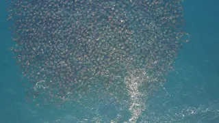 The Worlds Largest Migration of Mobula Rays drone footage