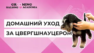 Домашний уход за цвергшнауцером с Ириной Виноградовой/Обучение грумингу в Grooming Academia, Таллин