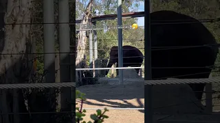 Elephant sneeze 🤧