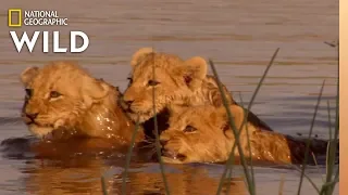 Lion Family Tries to Cross River | Birth of a Pride