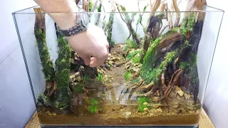 Planting The Forest Aquarium!